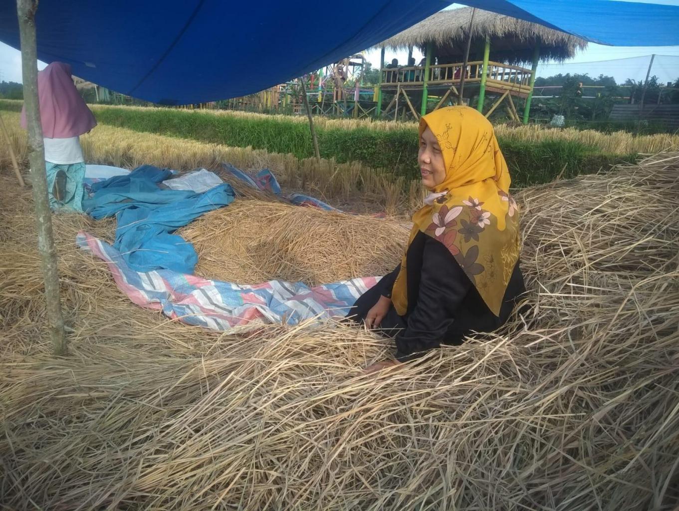 Manyabik dan mairiak padi....