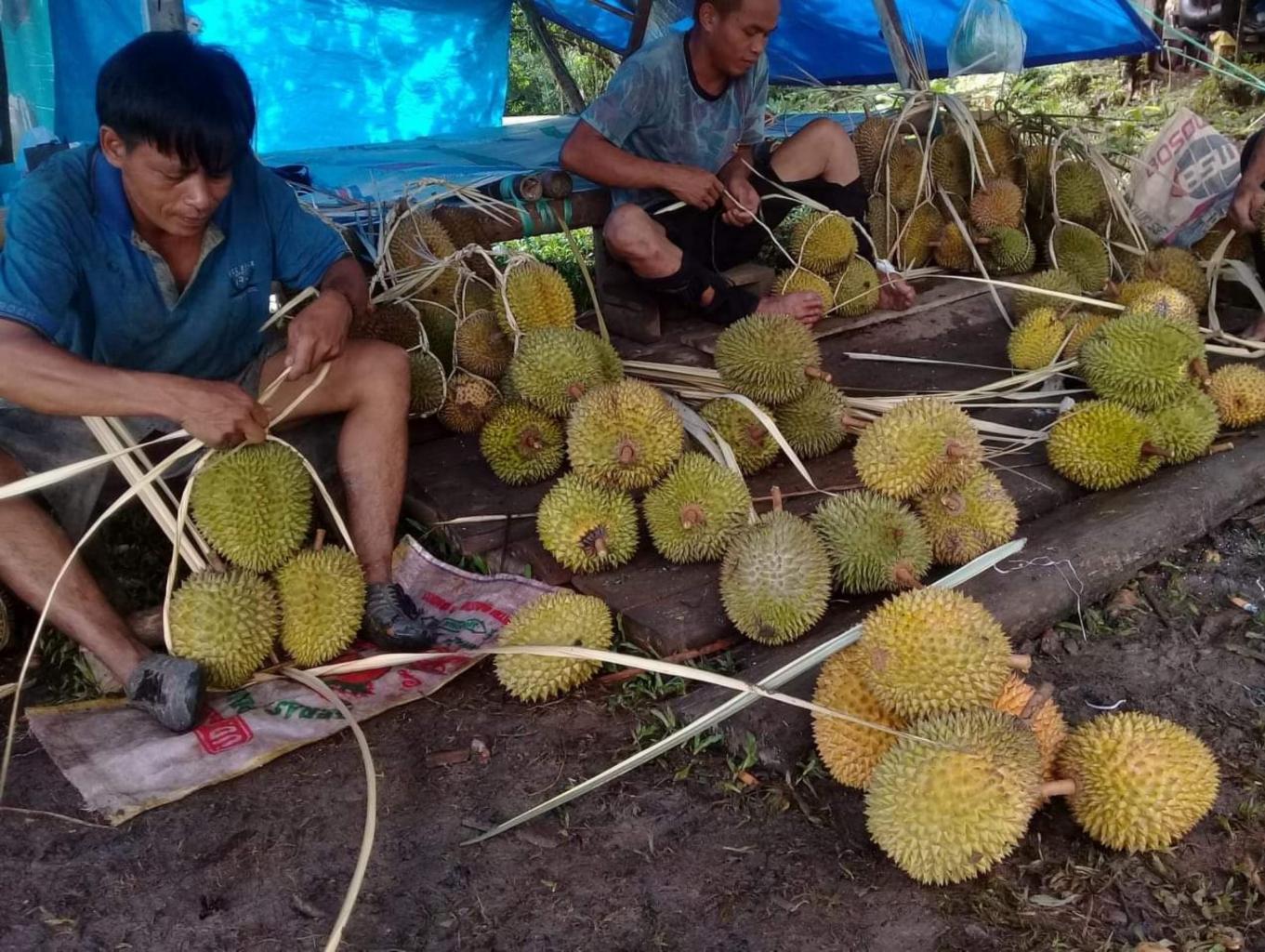 MEMANEN BUAH DURIAN