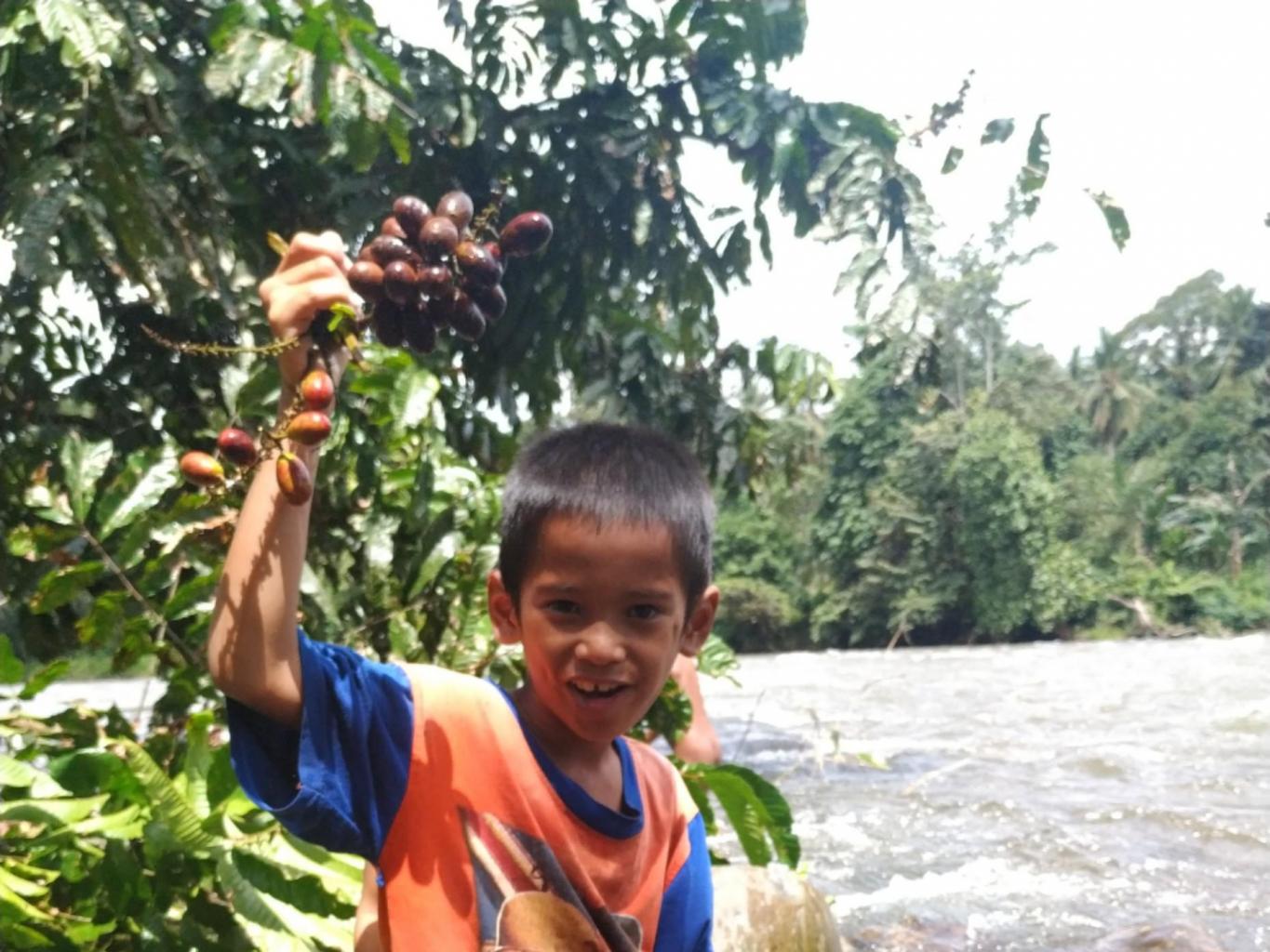 MEMETIK BUAH LONDUNG (BUAH YANG TUMBUH LIAR DI HUTAN)