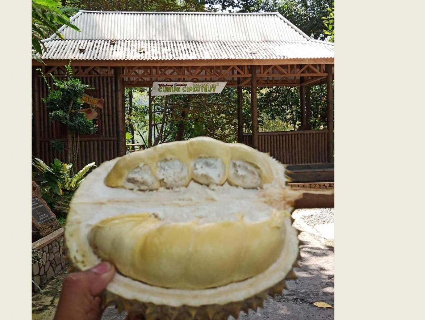 durian lokal desa banataragung