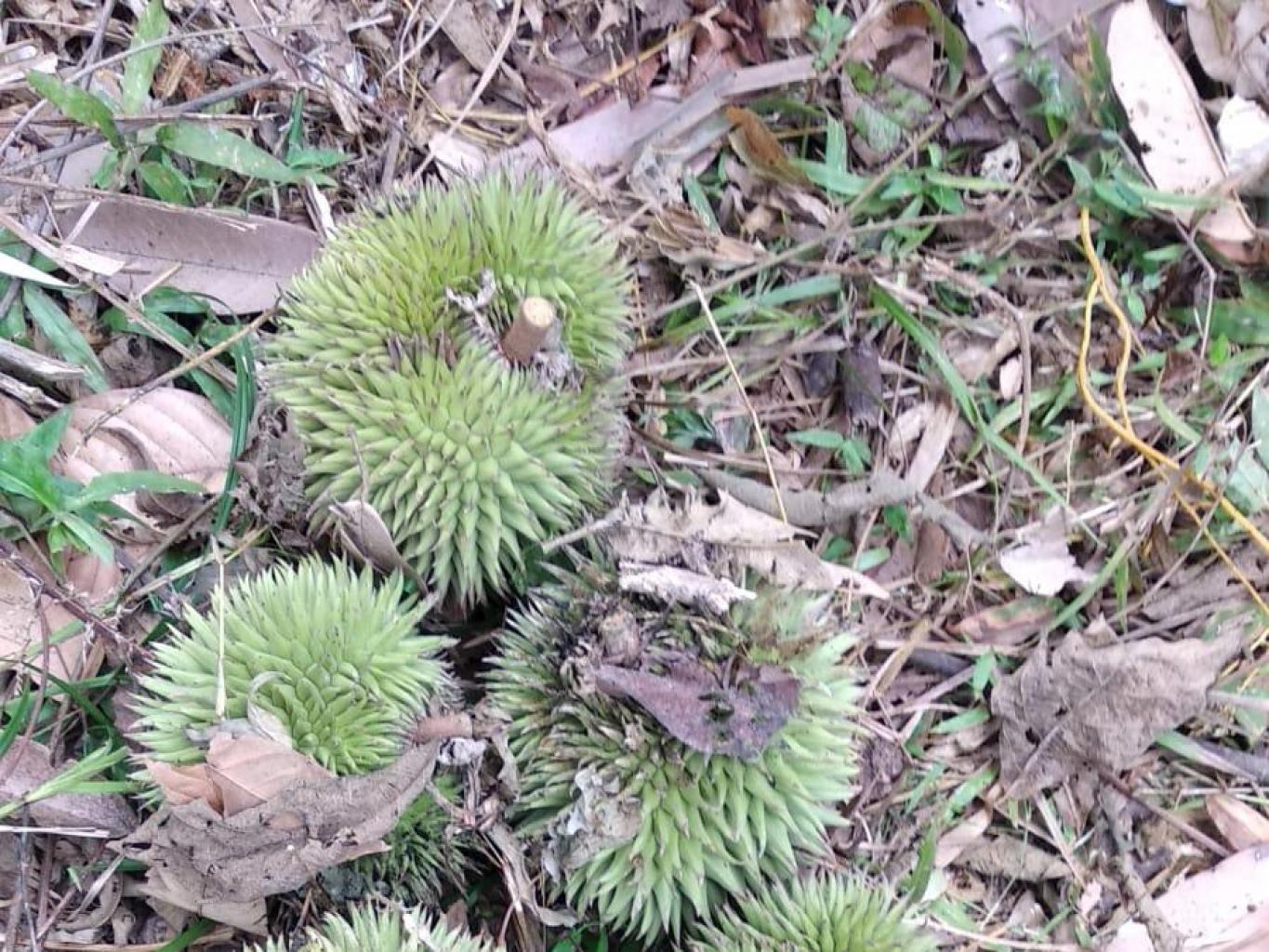 DURIAN DAUN