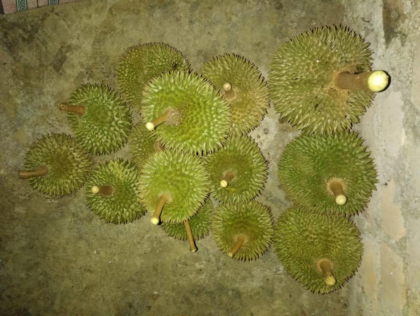 DURIAN LOKAL
