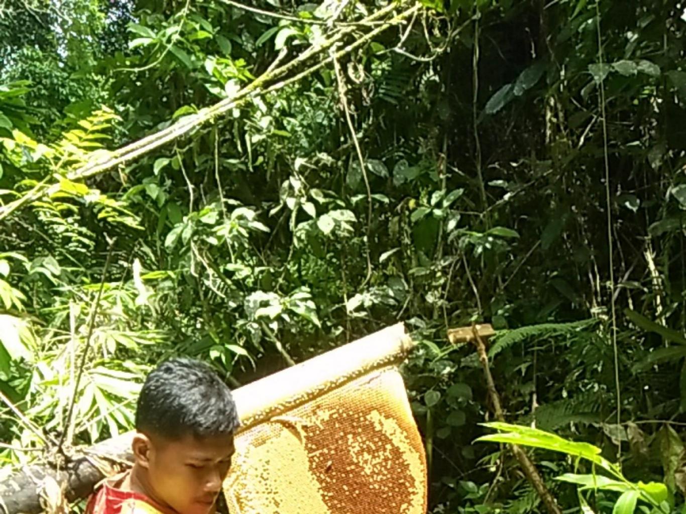 MEMANEN LEBAH HUTAN