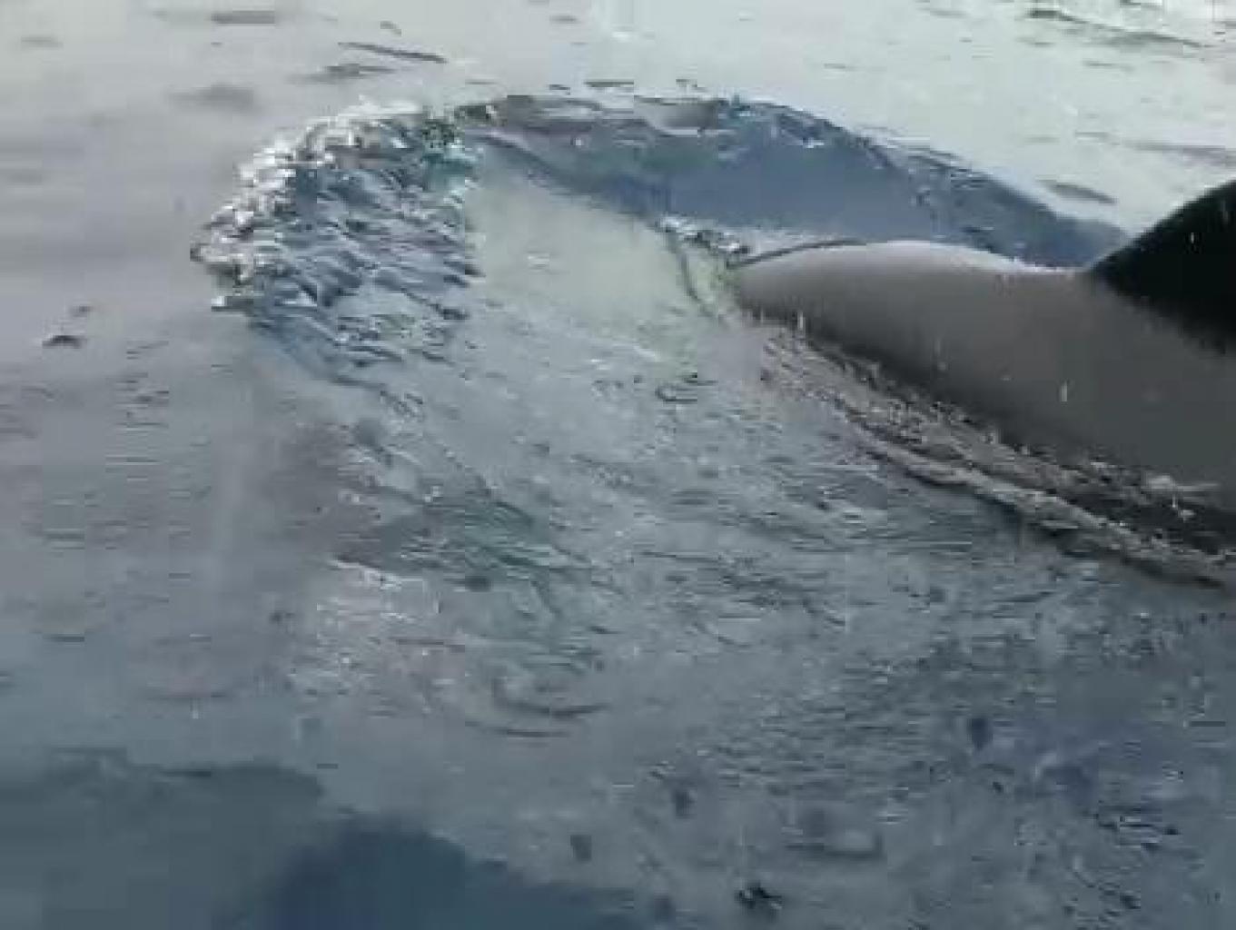 MELIHAT DOLPHIN