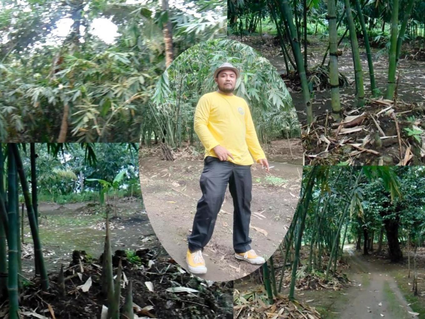 Perkebunan Bambu Rebung