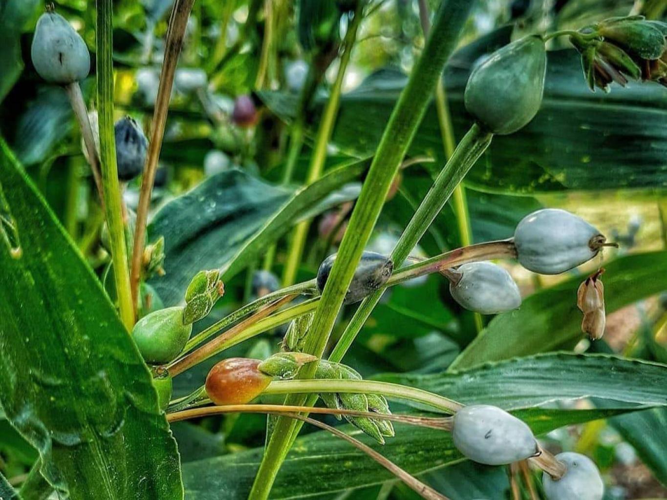 JALI (HANJELI)