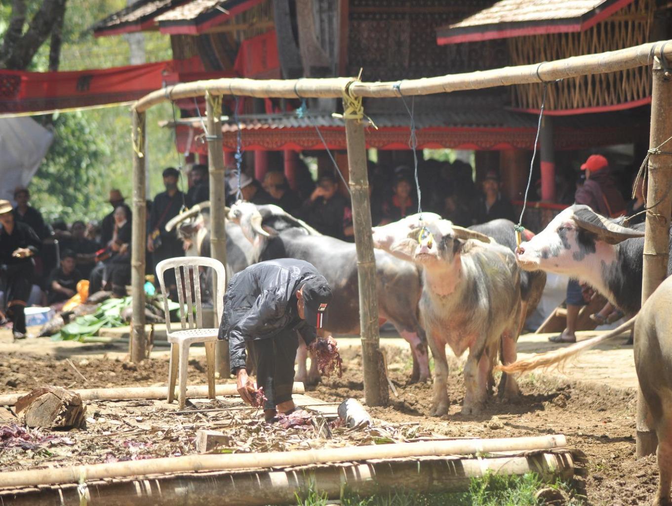 Ritual Ma'pasilaga pada Acara Rambu Solo'(Dukacita)