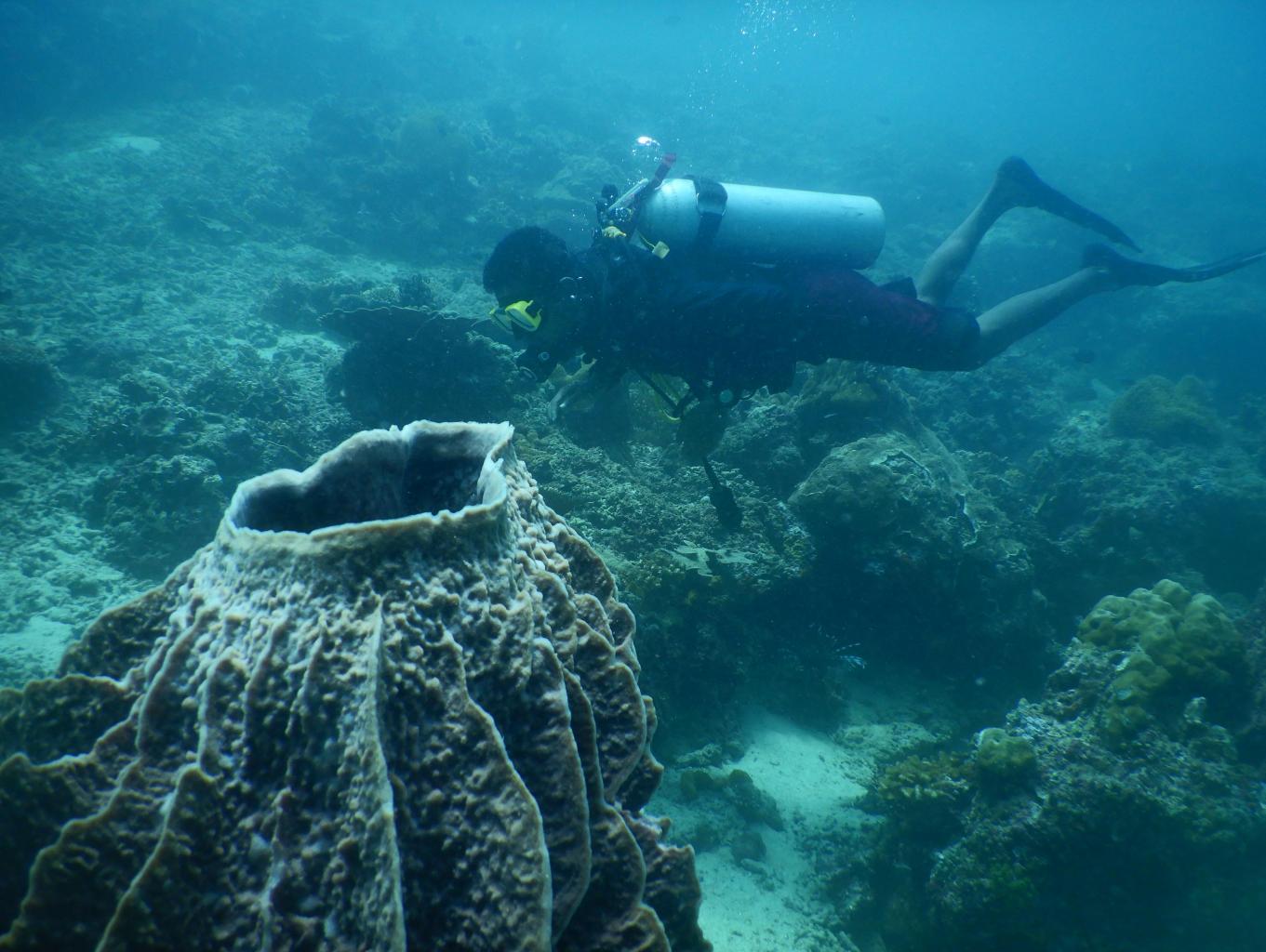 Babanus House Reef