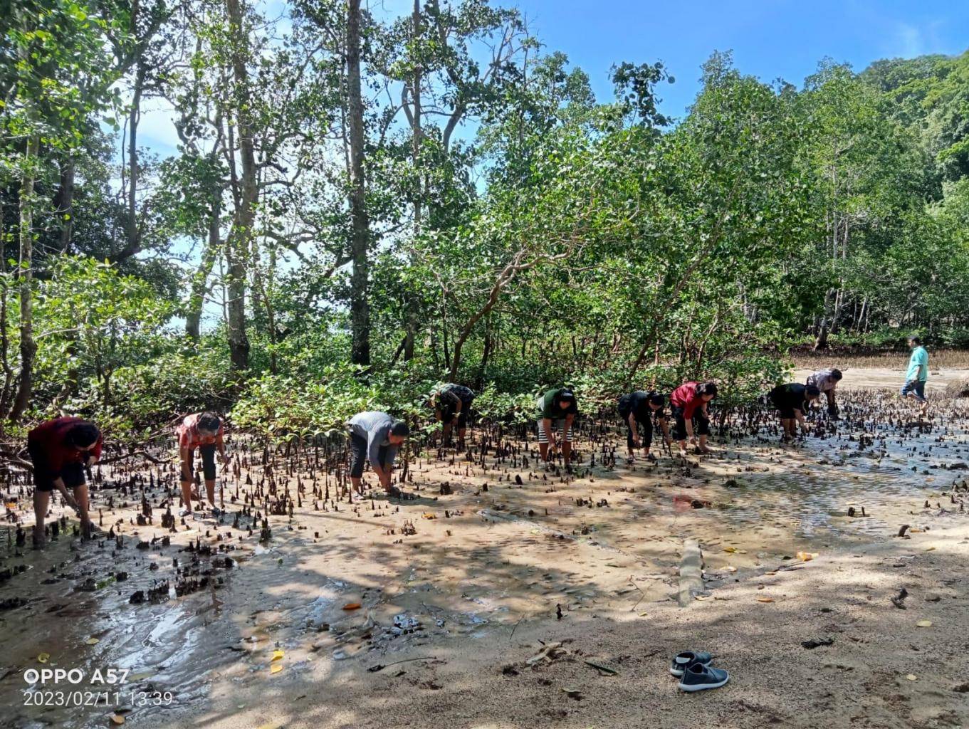 Penanaman Mangrove