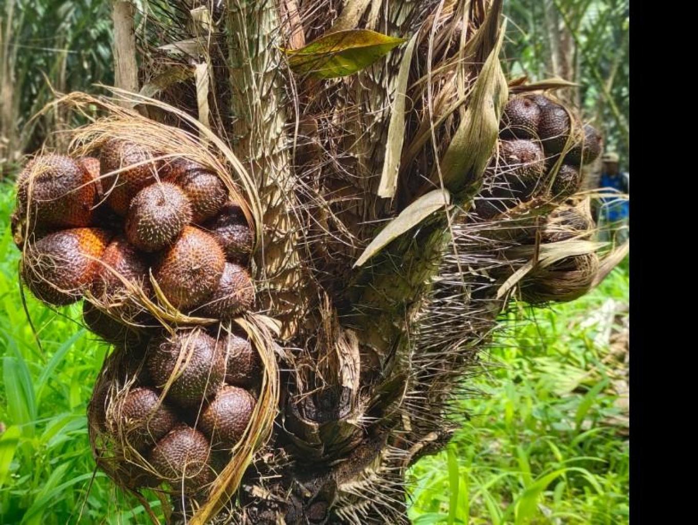 Buah Salak