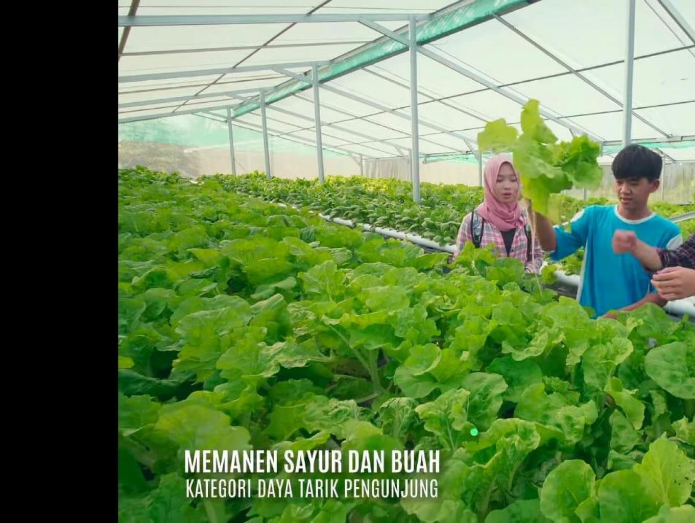 Sayuran Hydroponik