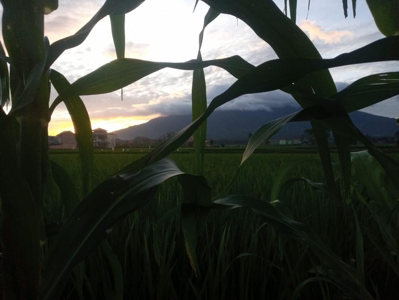 Jelajah Pematang Sawah