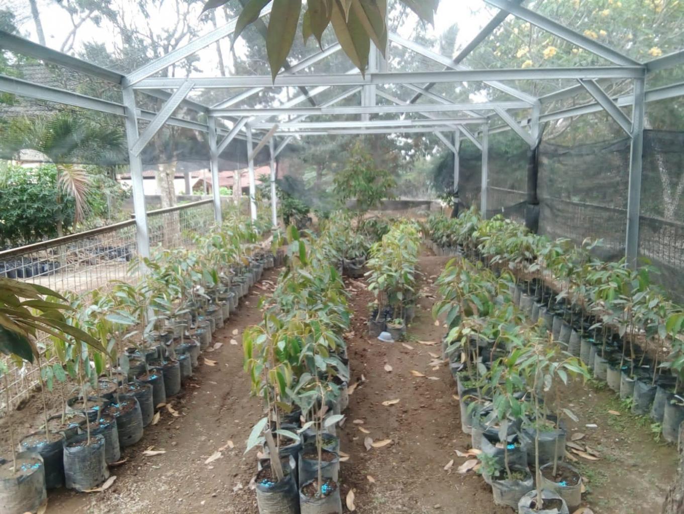 Edukasi Pembibitan Serta Okulasi Durian