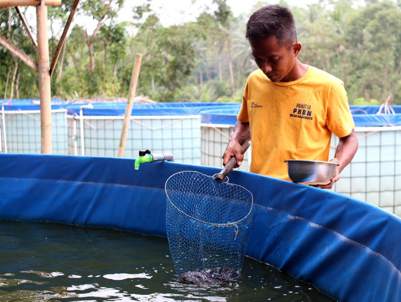 Sikumis Berkembang Biak di Bioflok