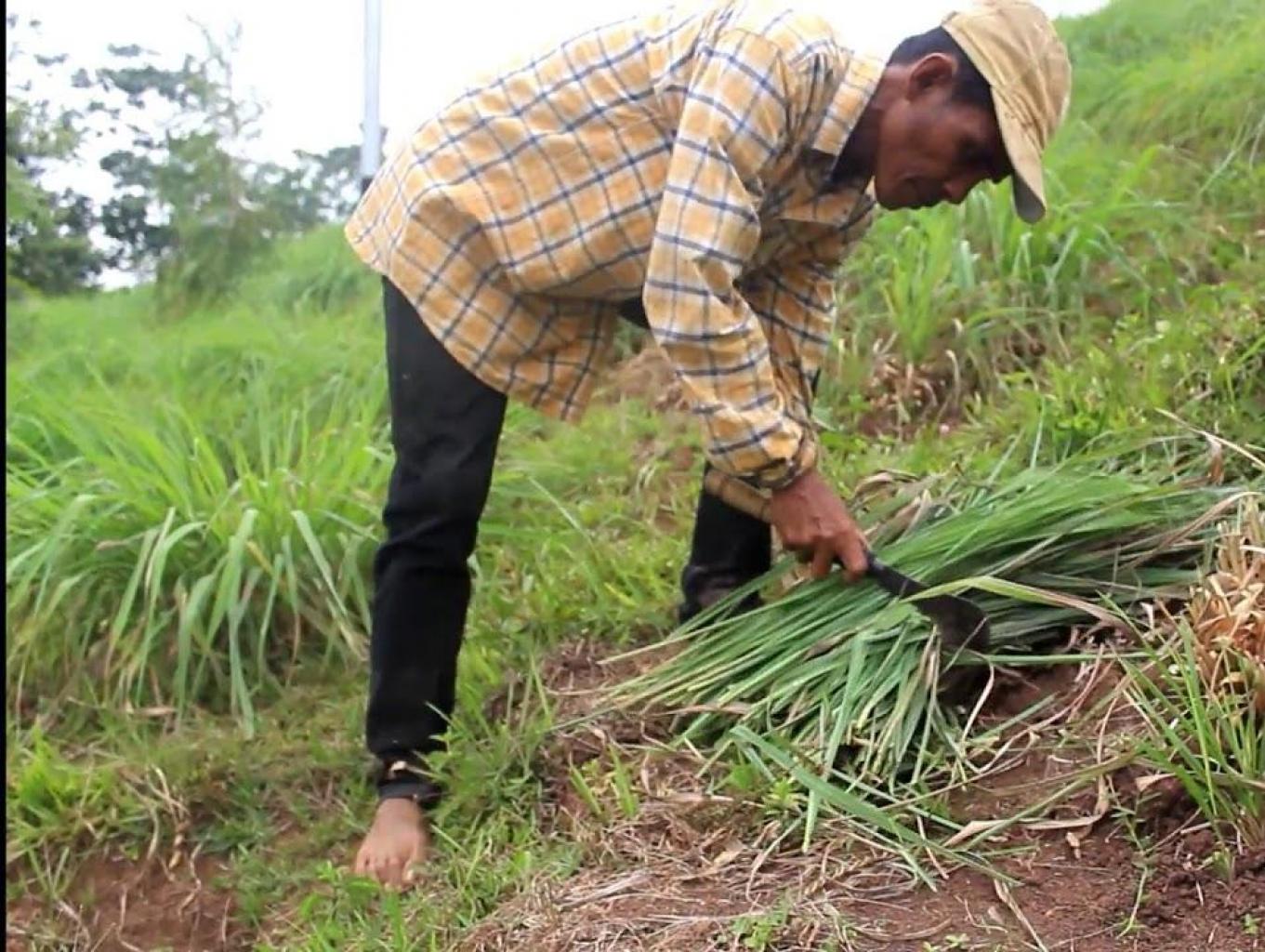 Panen Serai Wangi