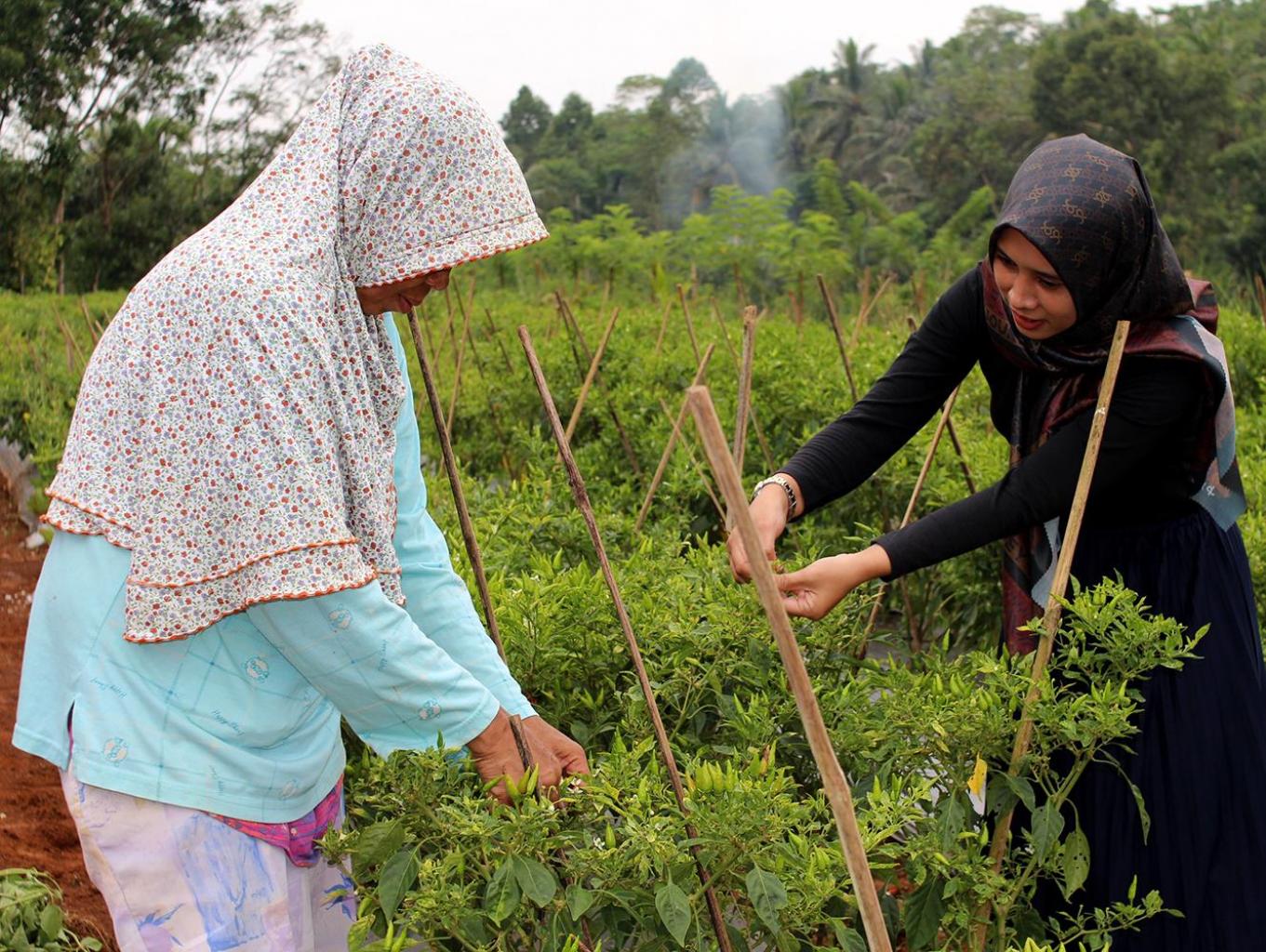 Sijangkung Bermulut Pedas