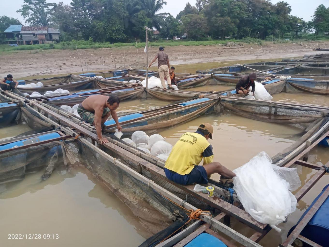 Bekarang ikan