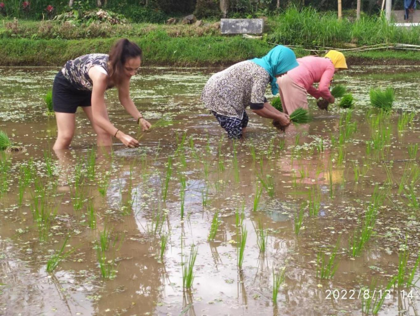 Menanam Padi Dengan Wisatawan Asing