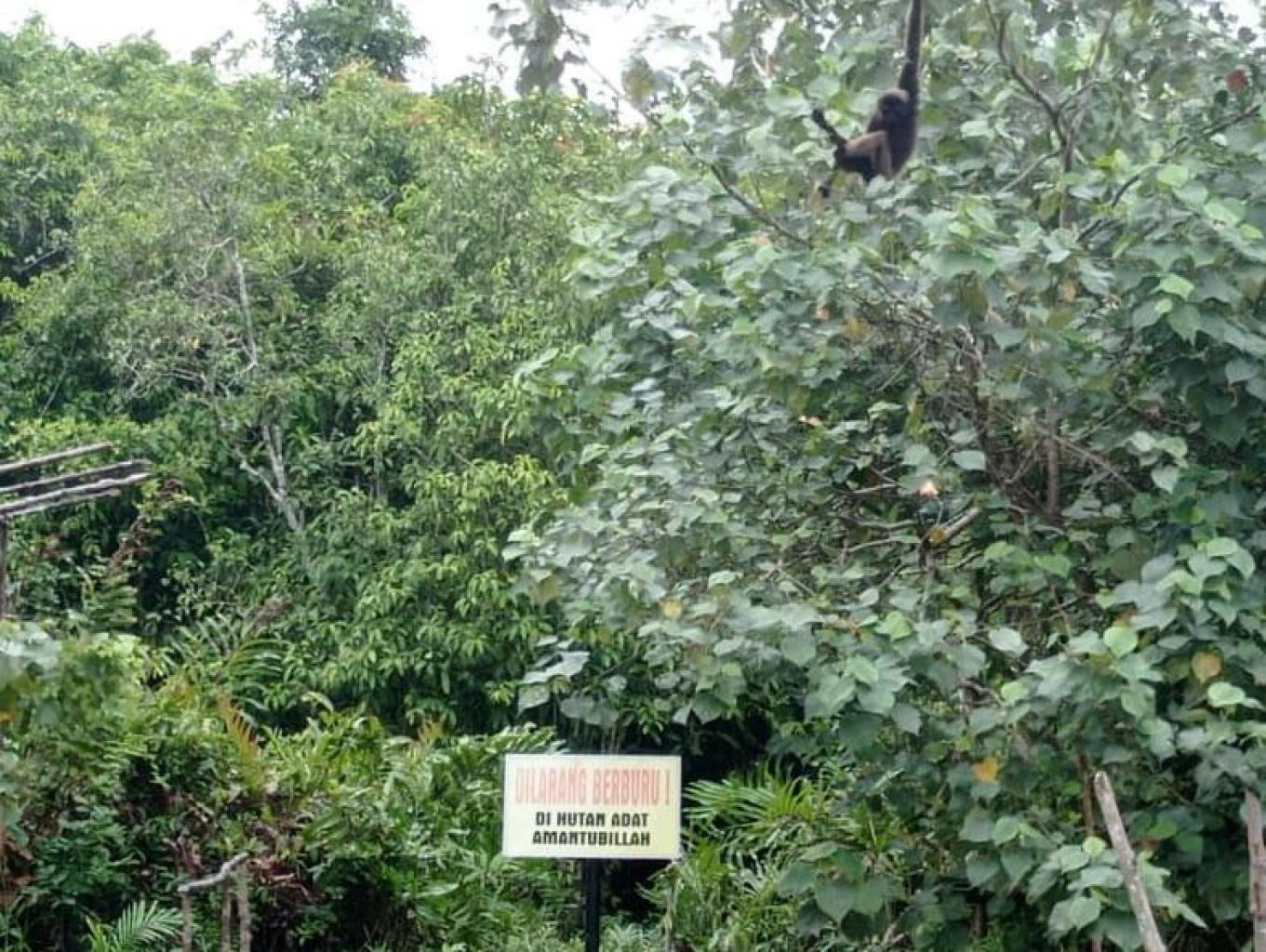 Eksplorasi Hutan Adat Rawa Alam Amantubillah