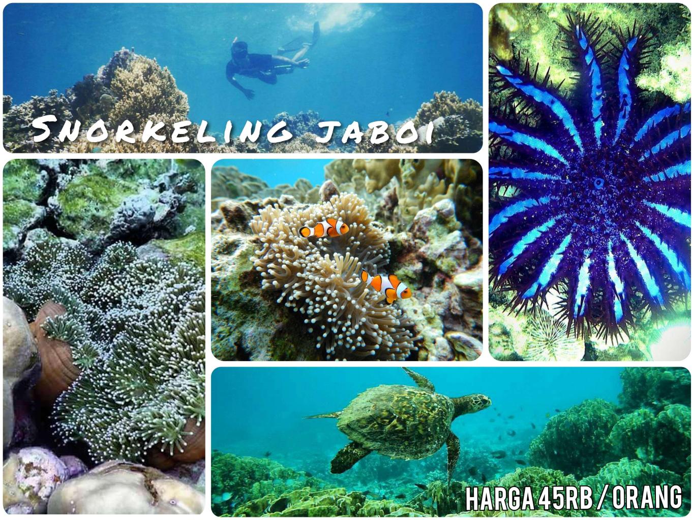 Snorkeling Taman Bawah Laut Jaboi