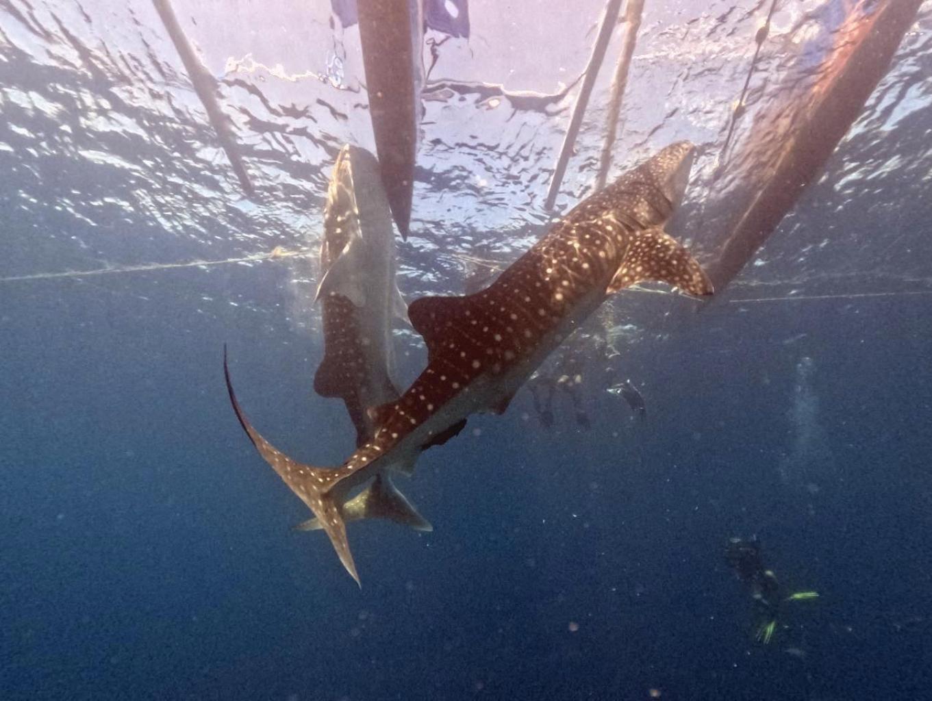 Pelatihan Scuba Diving 