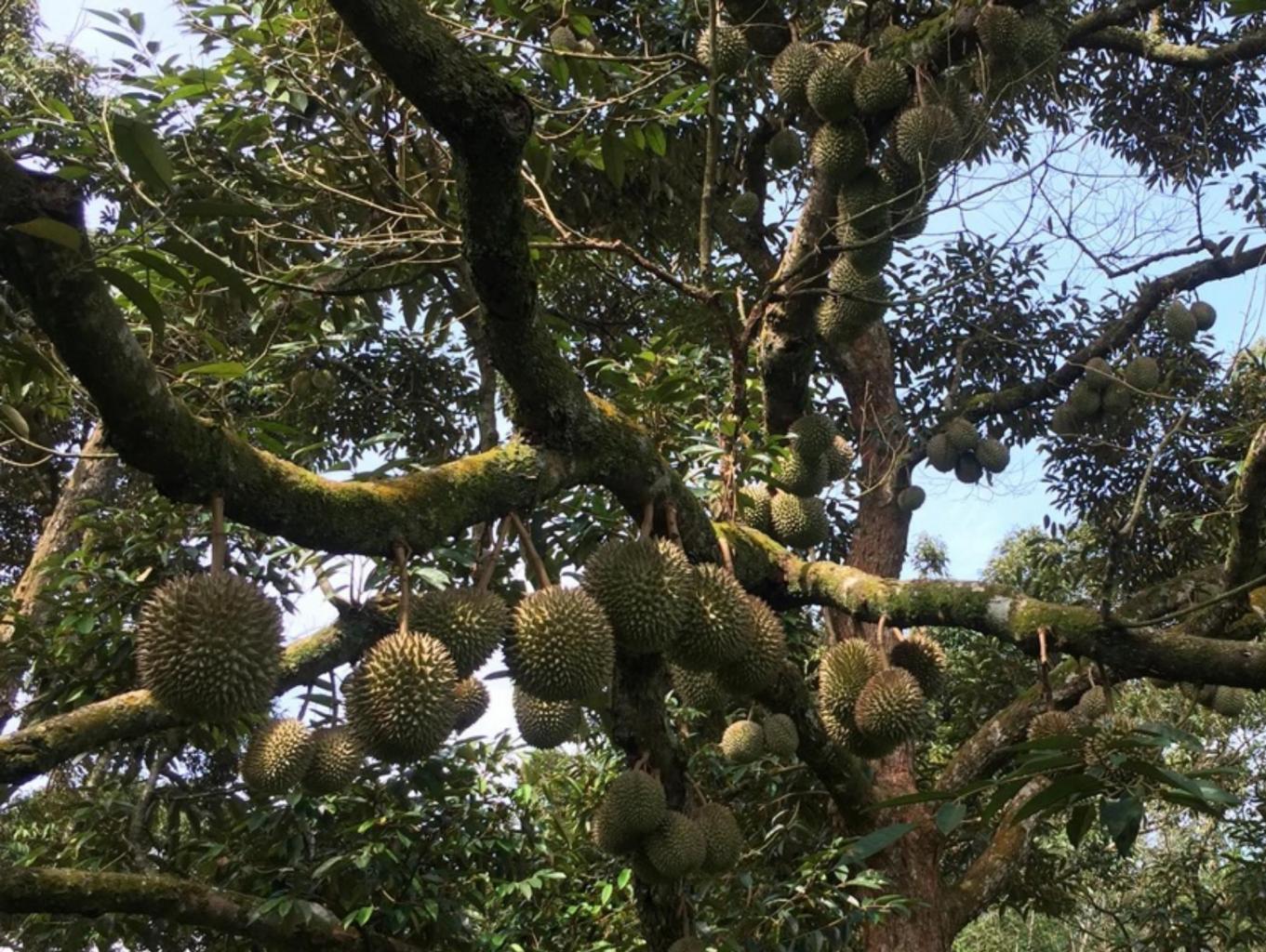 WISATA BUAH DURIAN