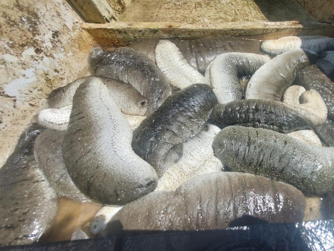 Aneka Biota Laut