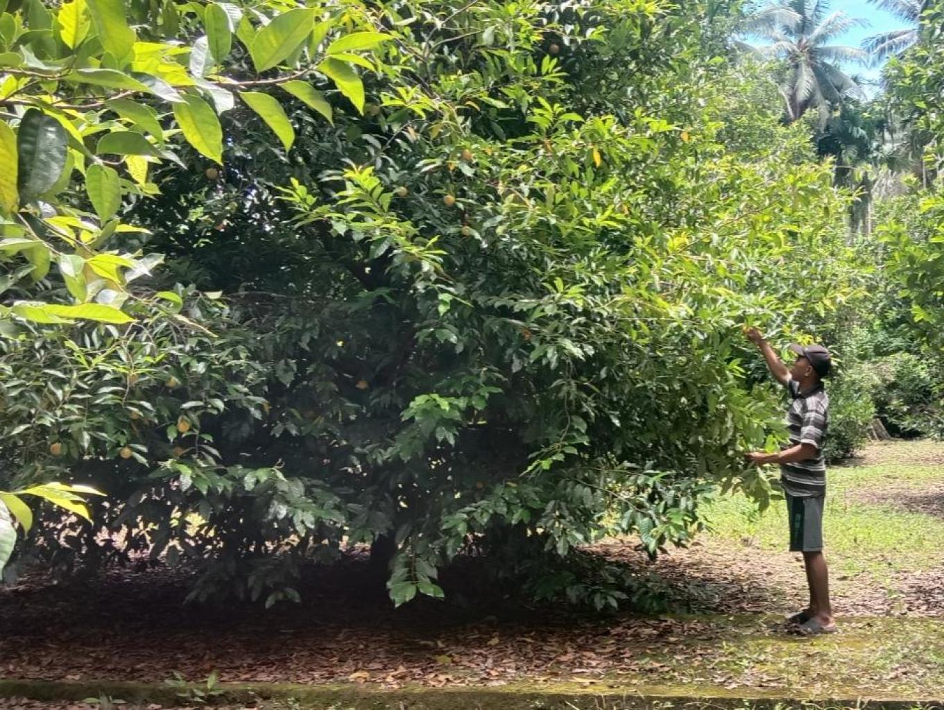 Paket Agrowisata Perkebunan Pala