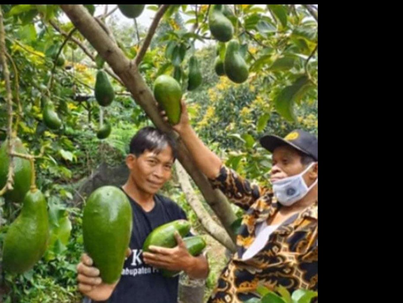 Petik Alpukat 