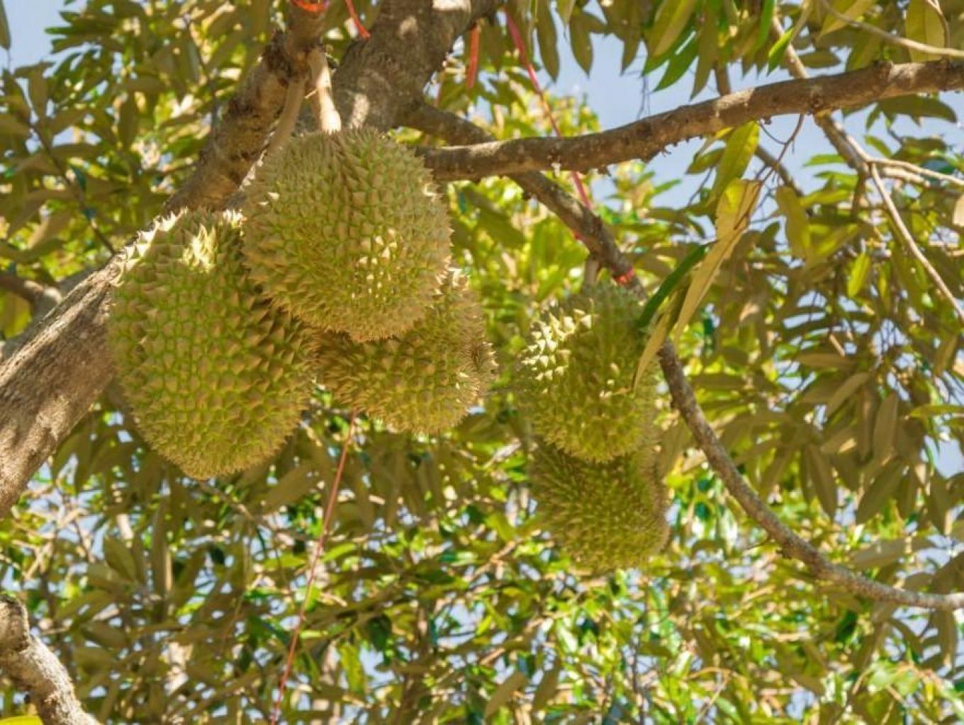Kebun Durian Ramayadi