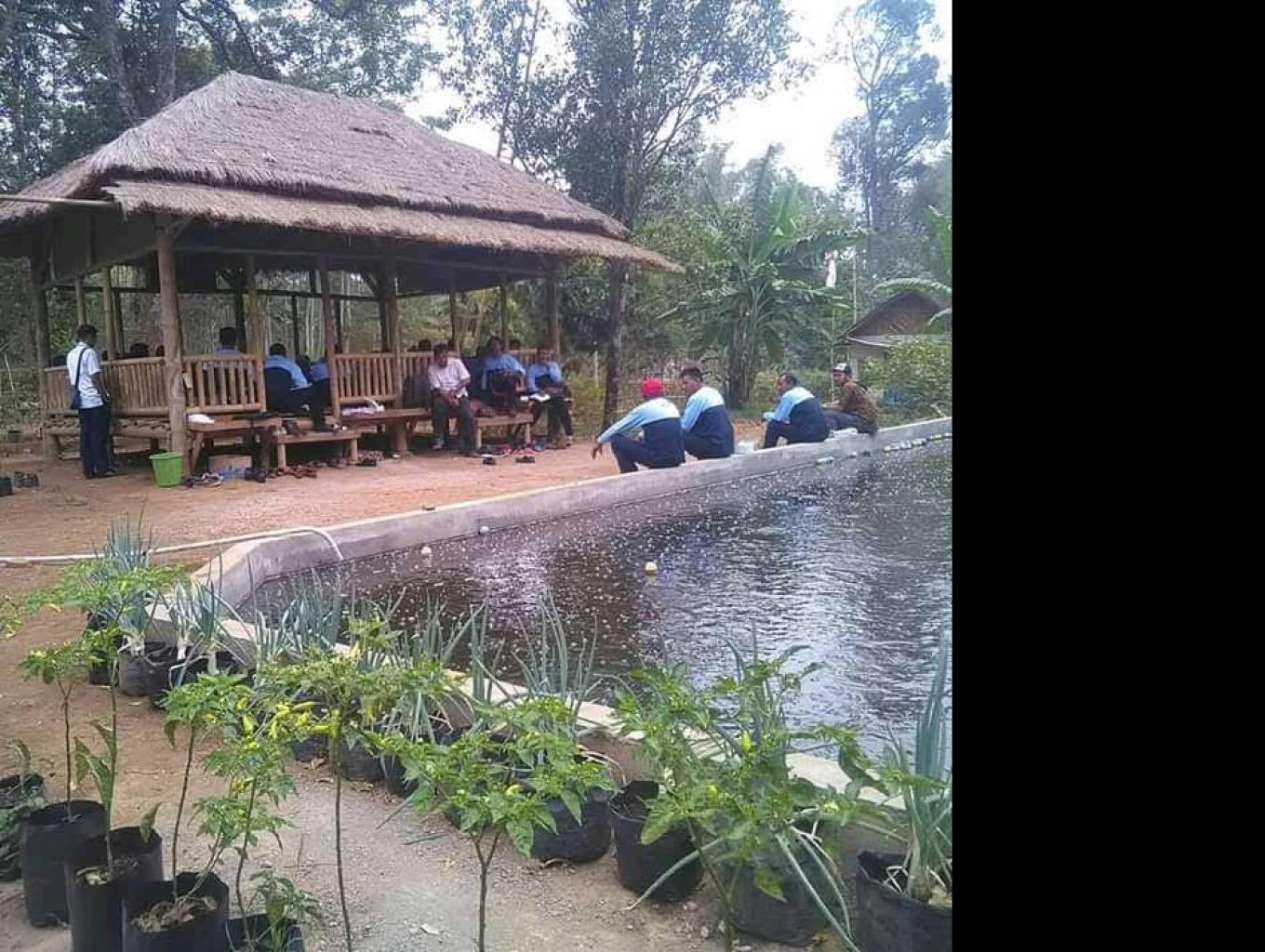 Alang Alang Kumitir Organik Farm