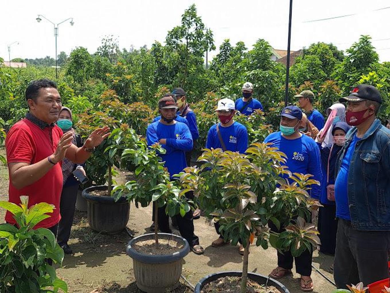 Pengembangan Alpukat
