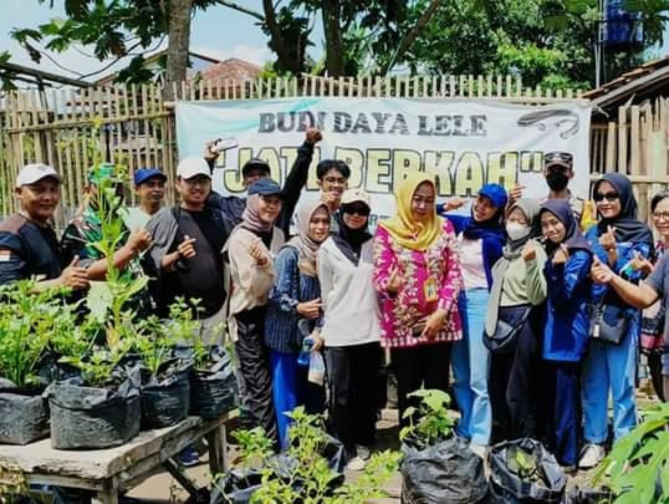 Budidaya Lele JATI BERKAH