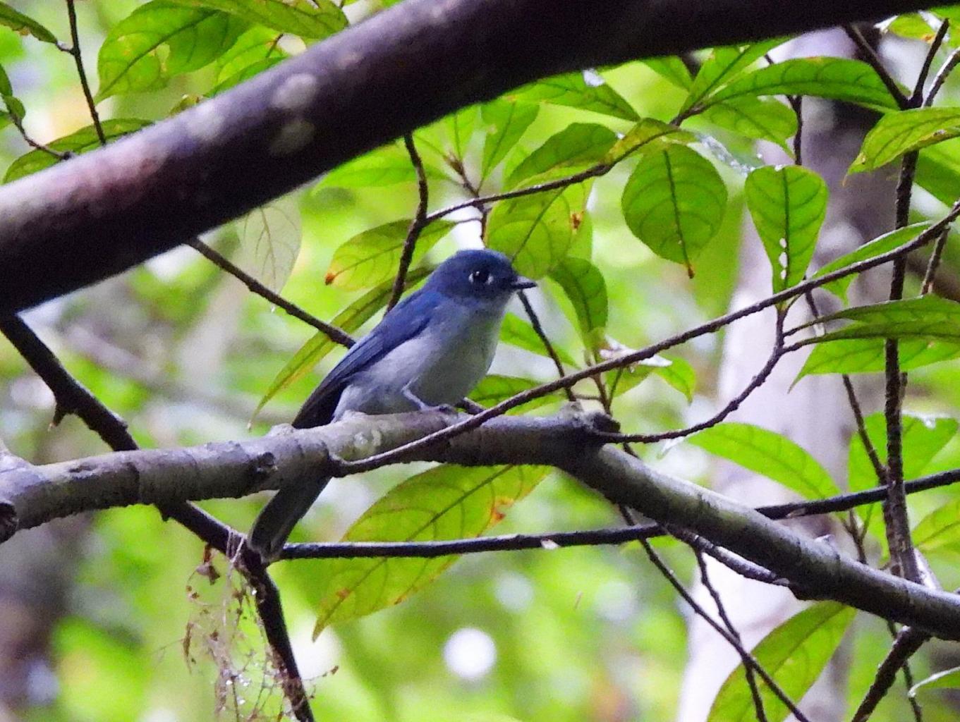 Burung Endemik Seriwang