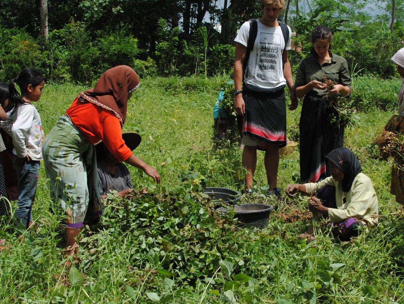 Panen Kacang Tanah bersama warga di desa wisata Masmas