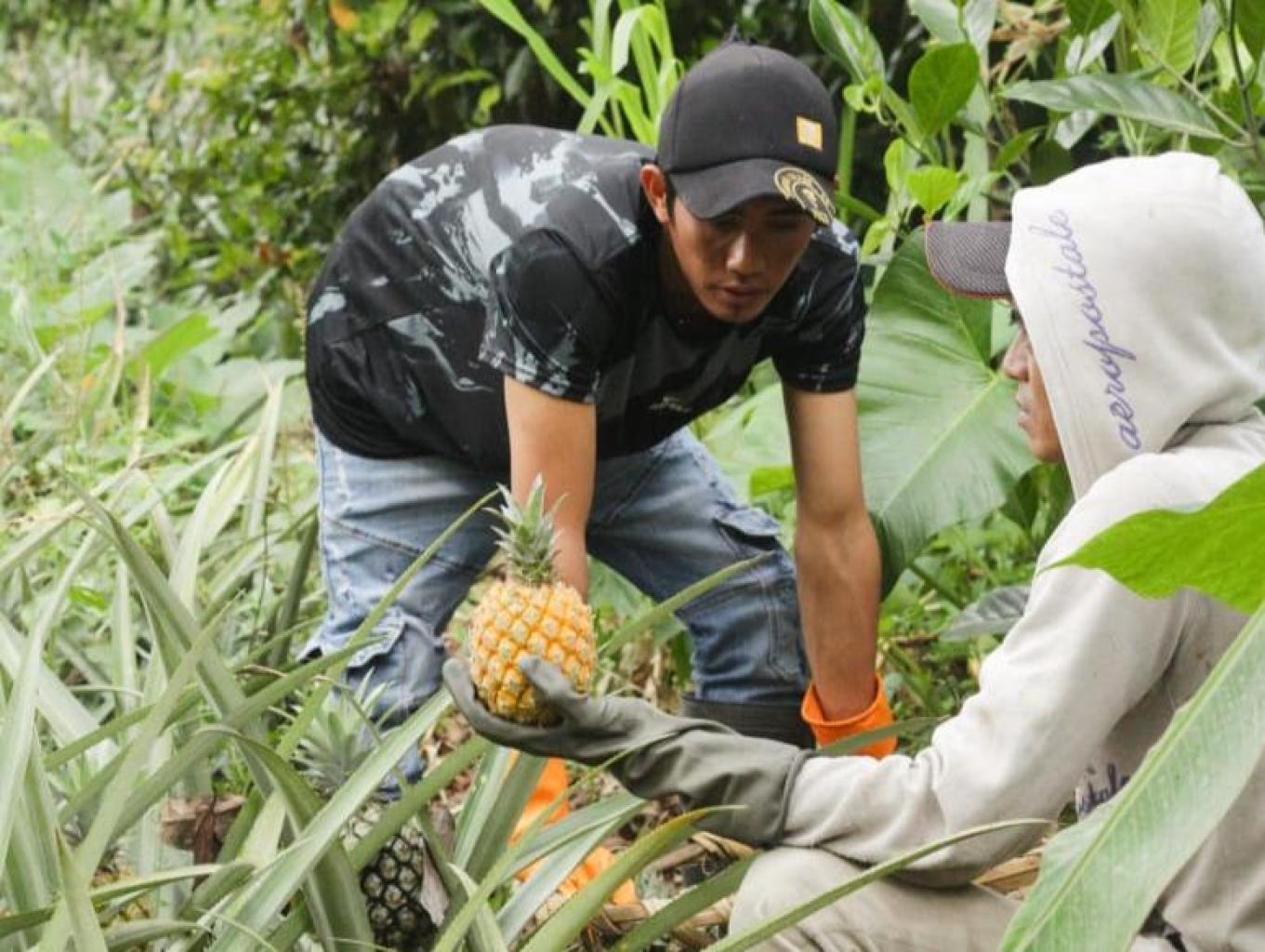 Edukasi Menanam dan Petik Nanas