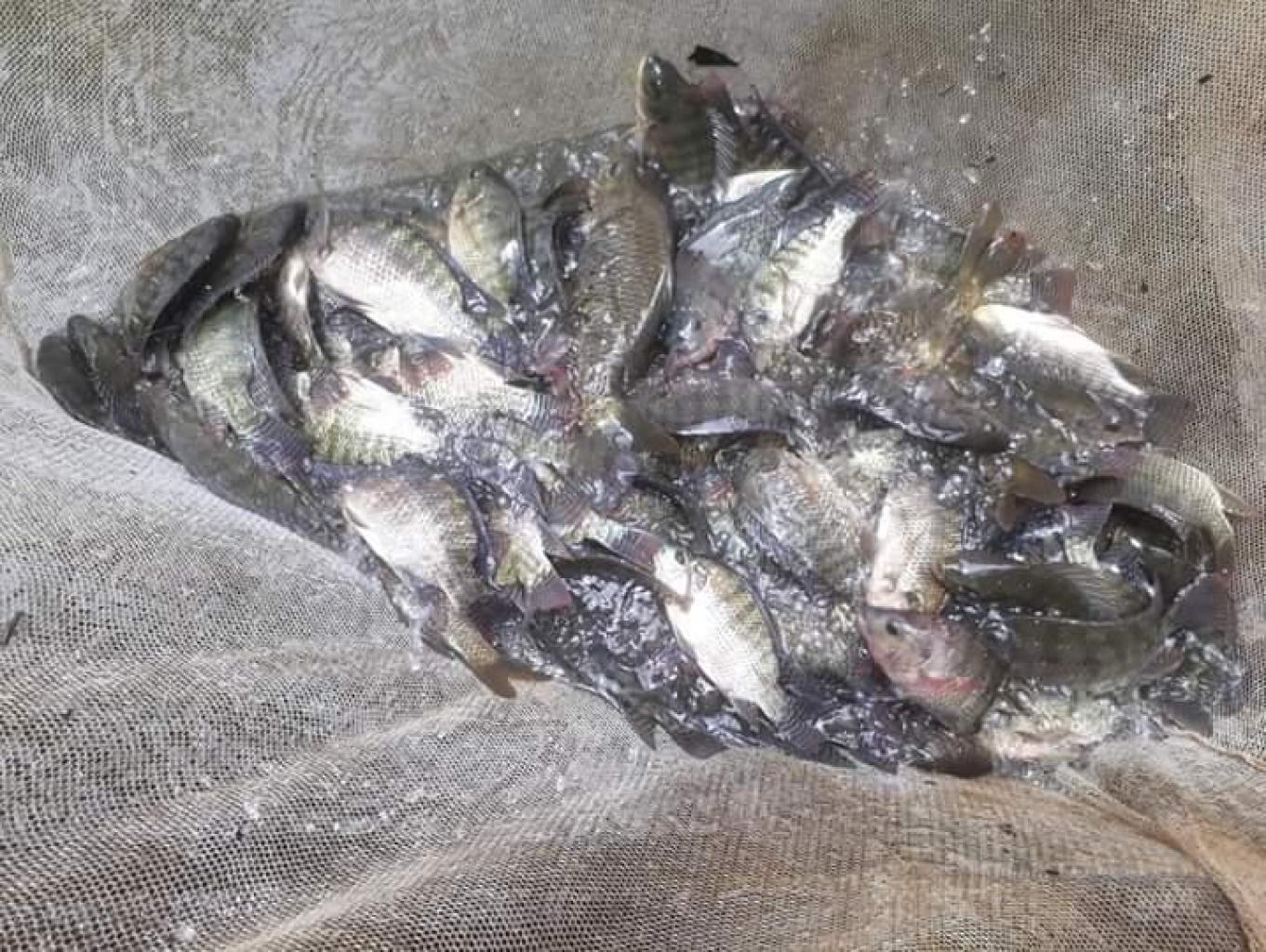 BUDIDAYA IKAN AIR TAWAR