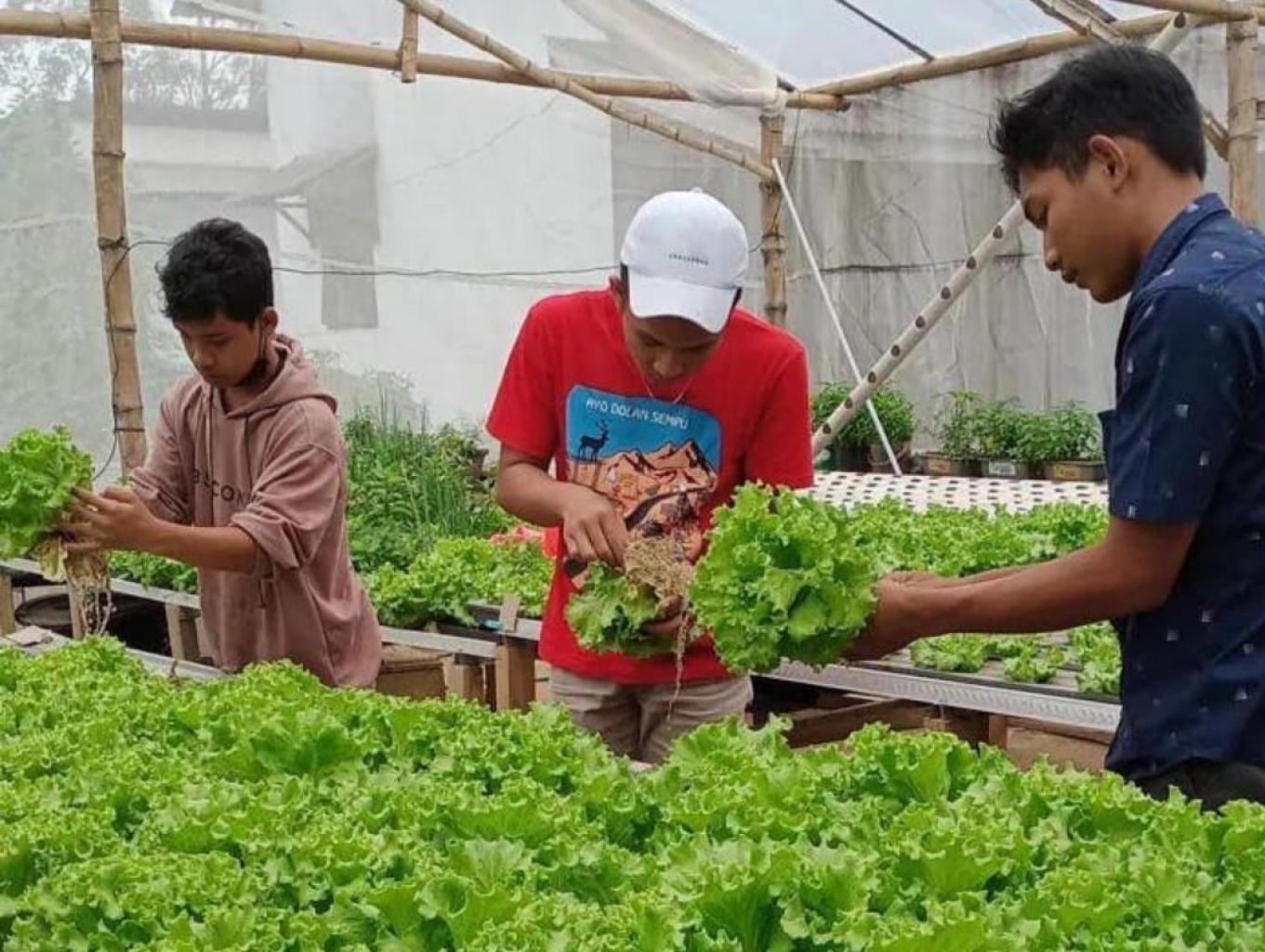 Edukasi Pertanian Hidroponik