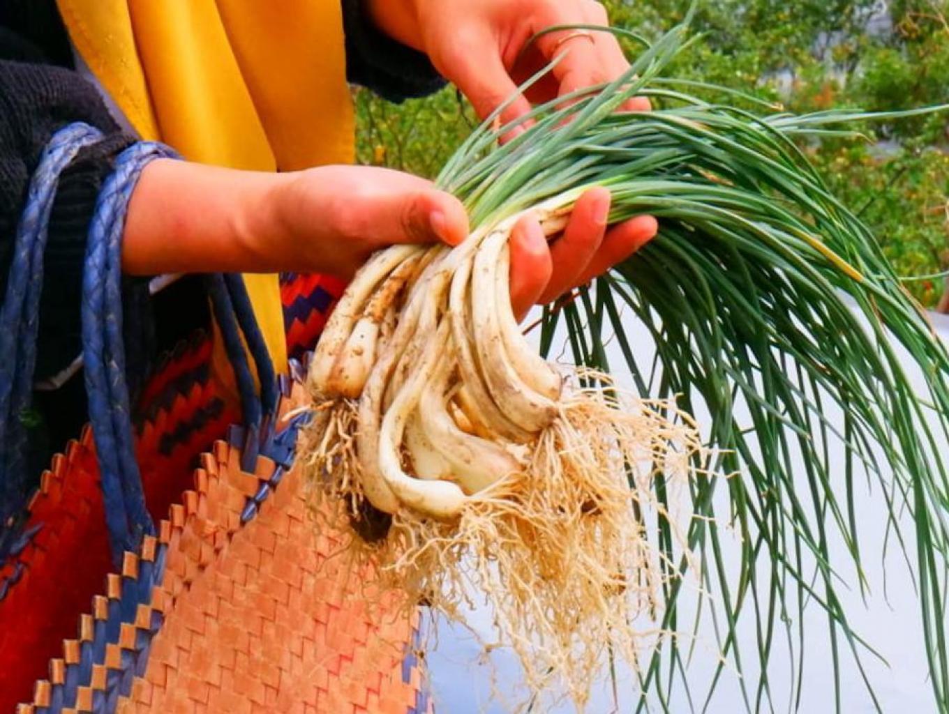 Sedi (Daun Bawang Cung/Lokio)