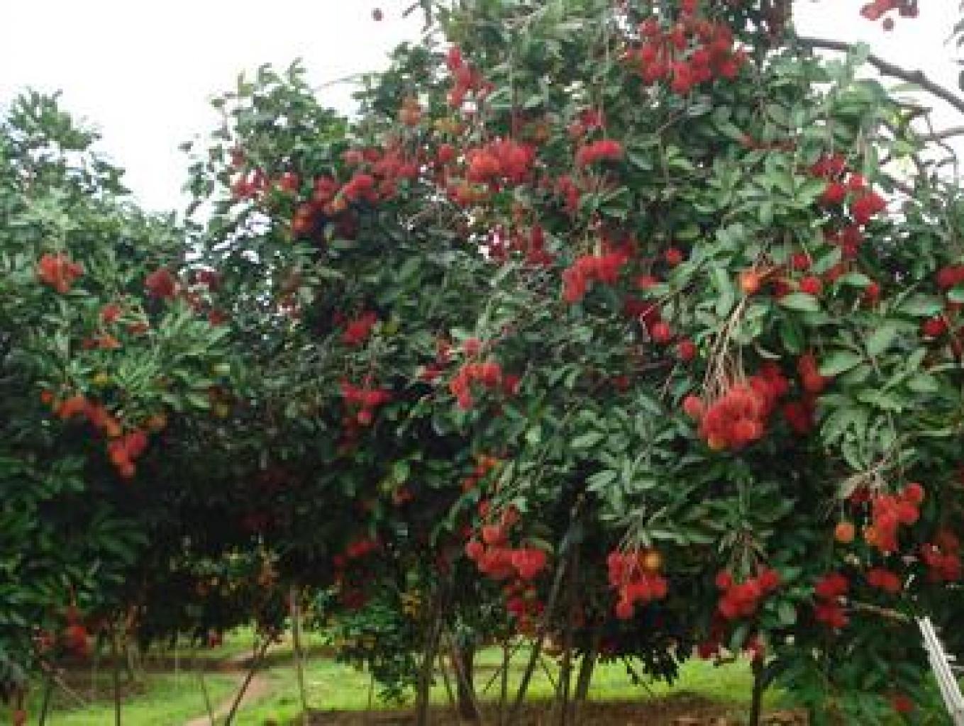 PETIK BUAH