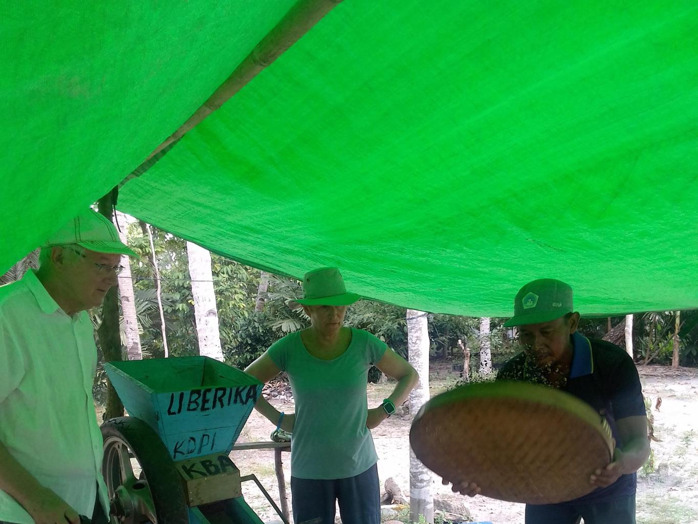 PENGGILINGAN KOPI LIBERIKA