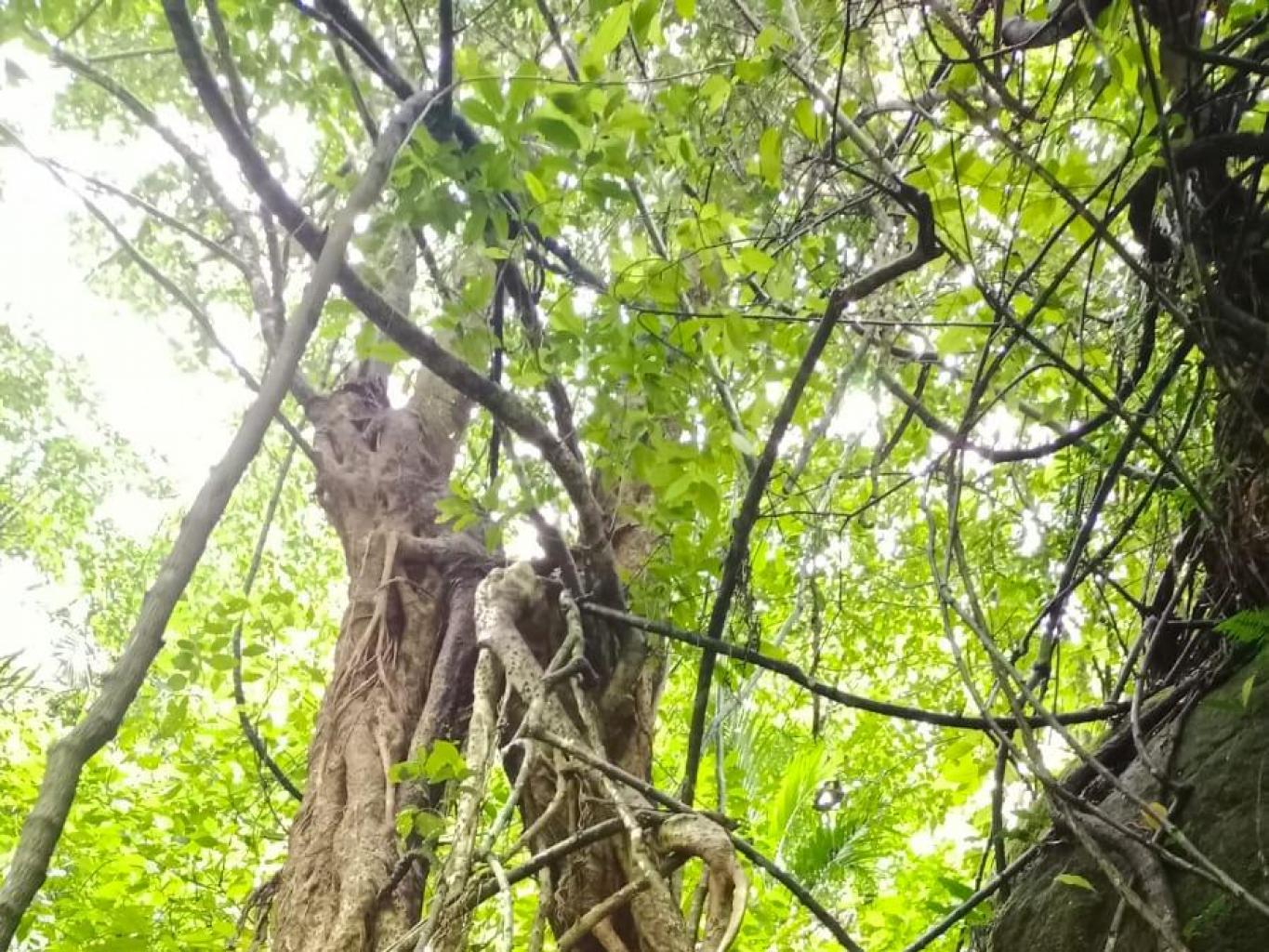 Jungle Tracking Alas Petung
