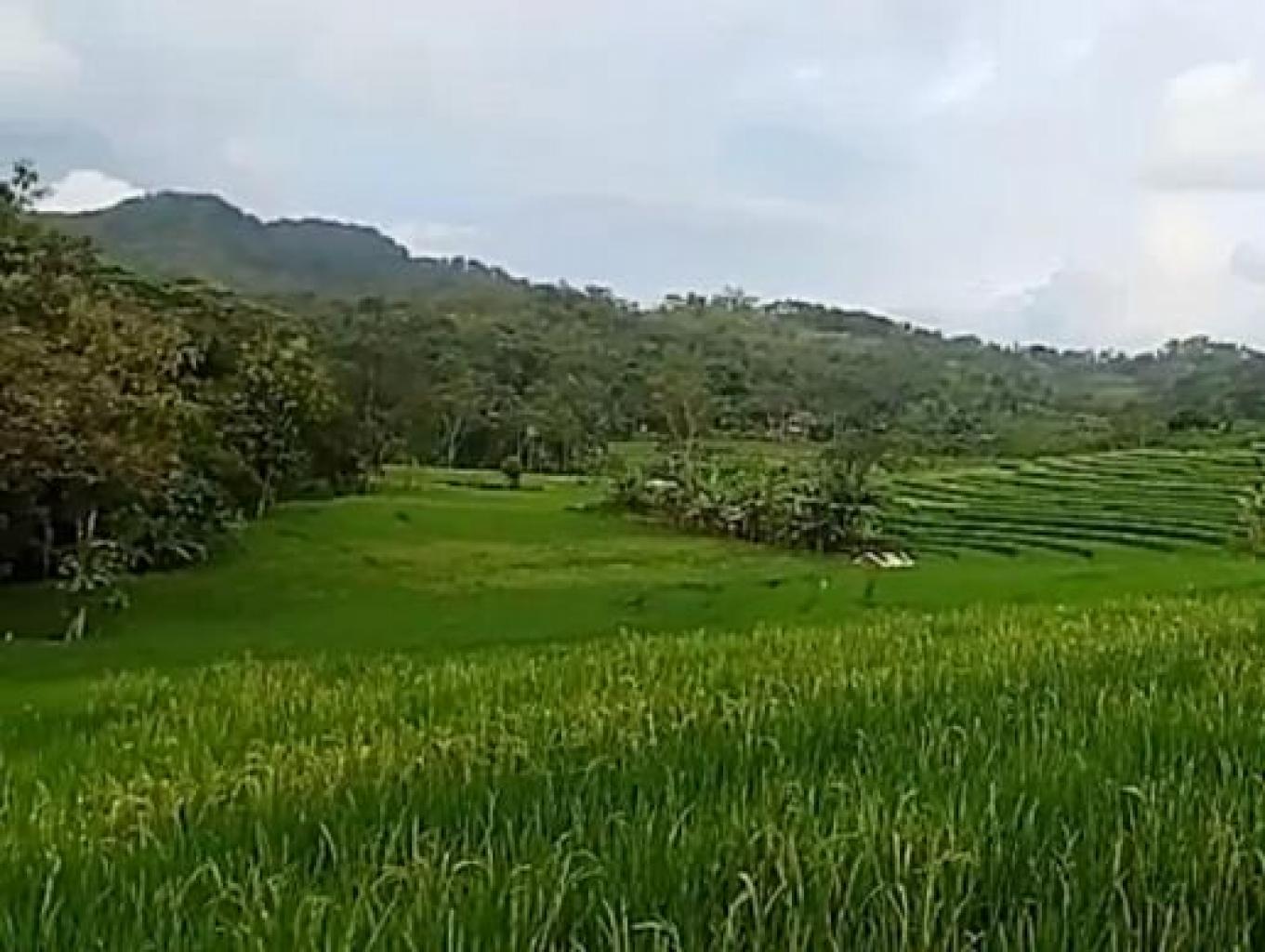 Sawah terasiring