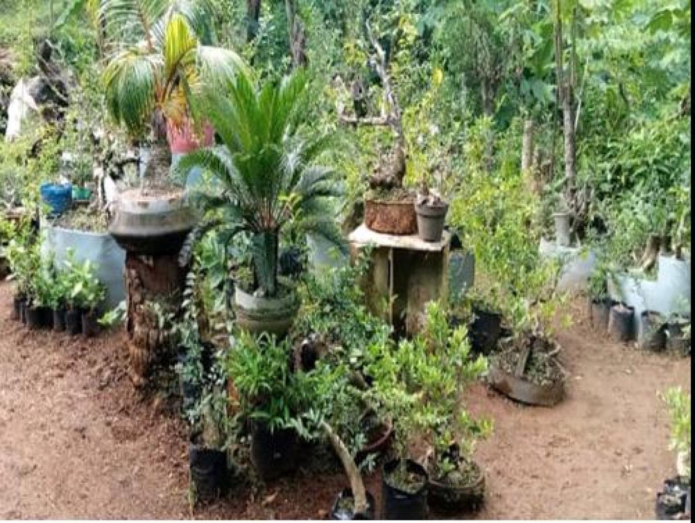 Bonsai Pohon Serut