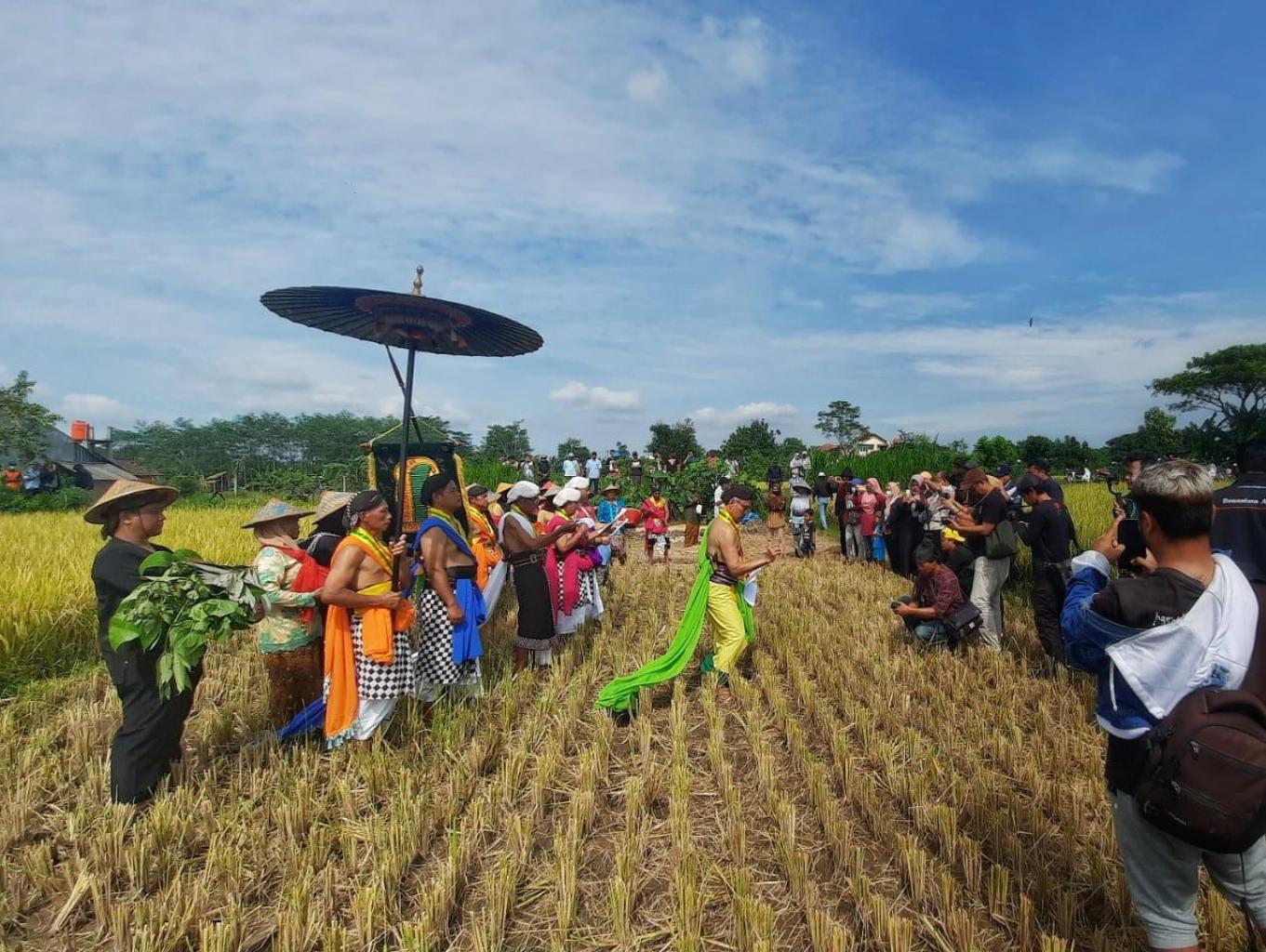 Tradisi Methik (Panen Padi)