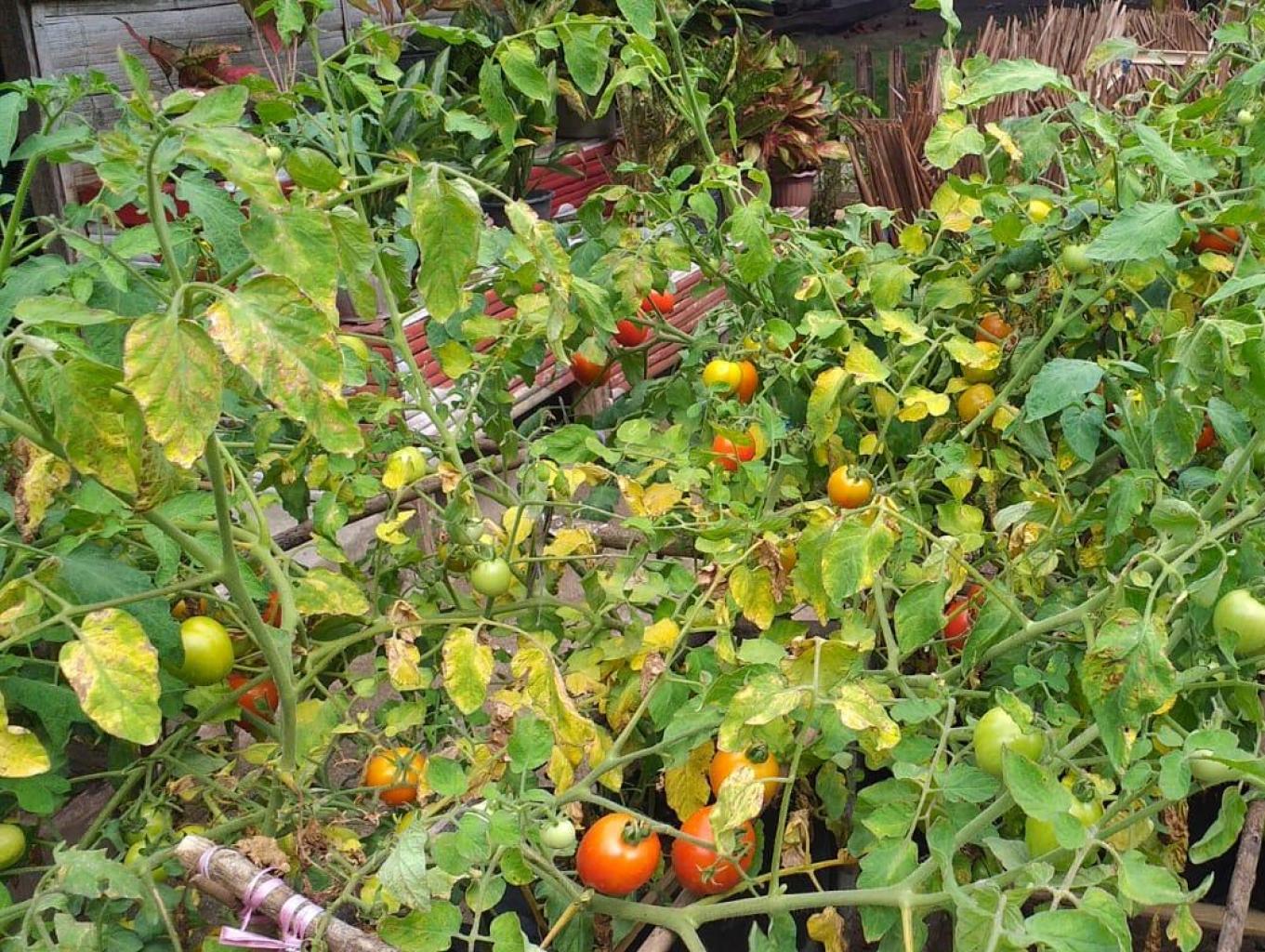 Agro Wisata