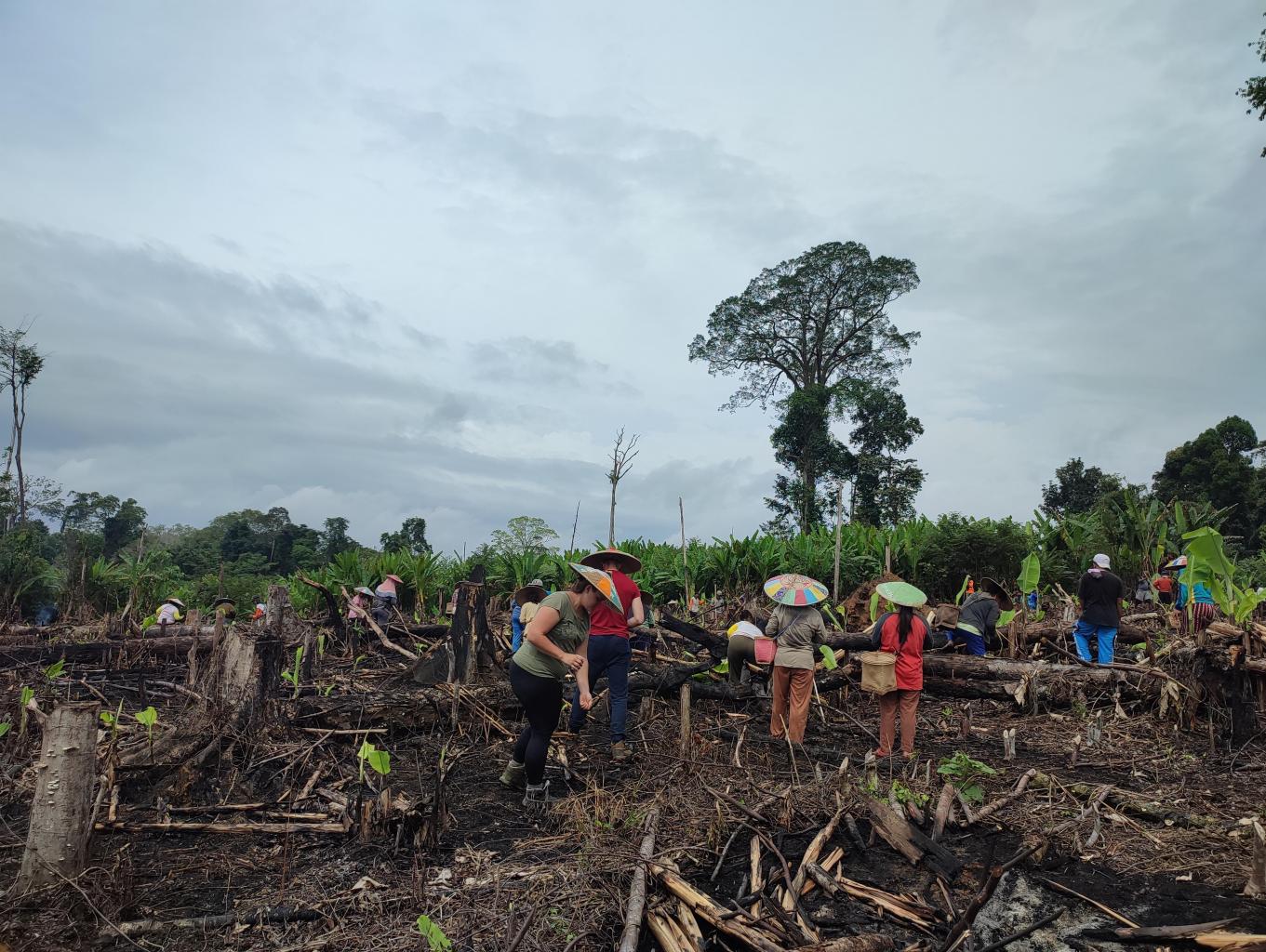 Ladang Suku Dayak Lebo
