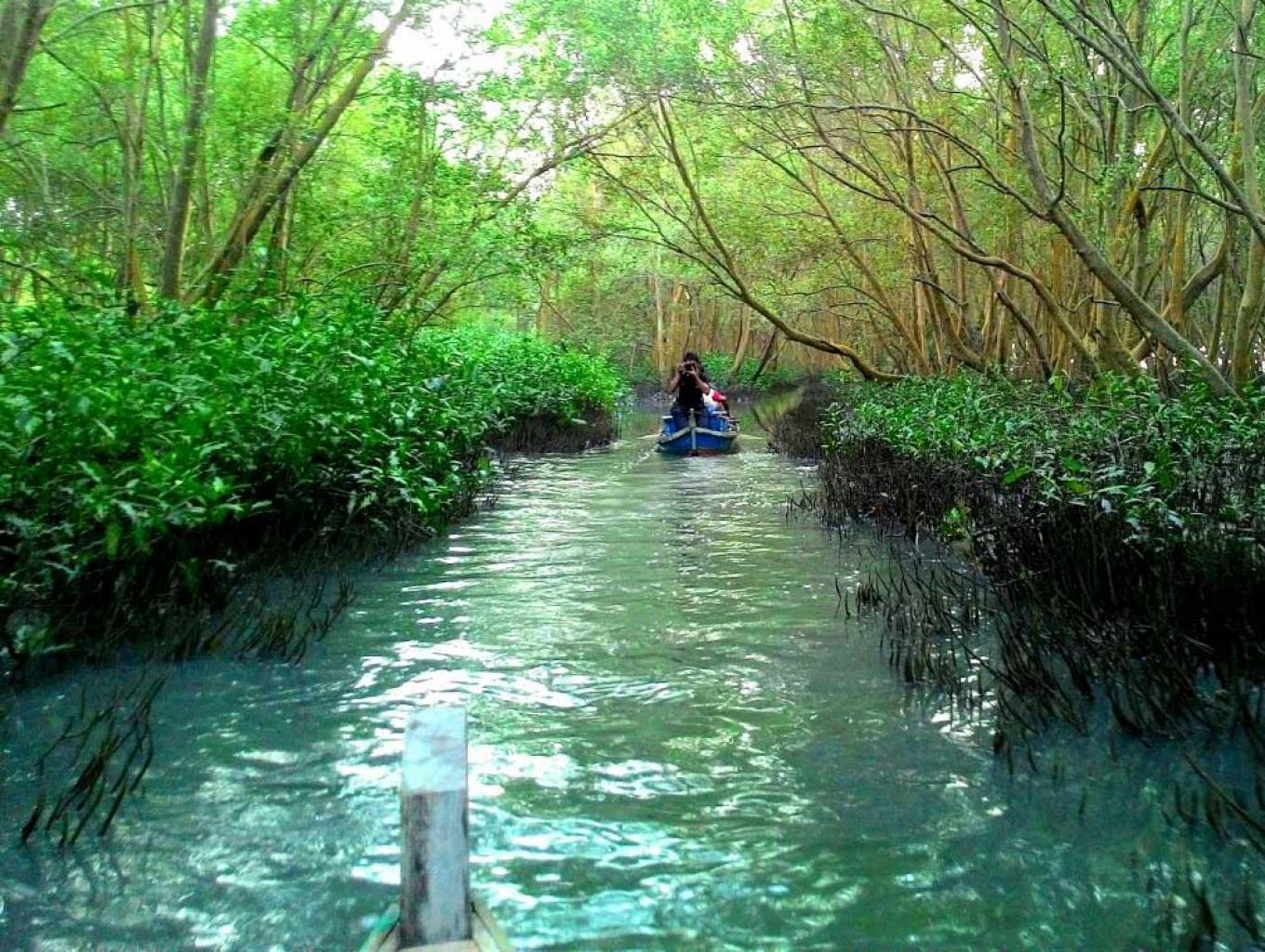 Jelajah Hutan Manggrove Menggunakan Boat 