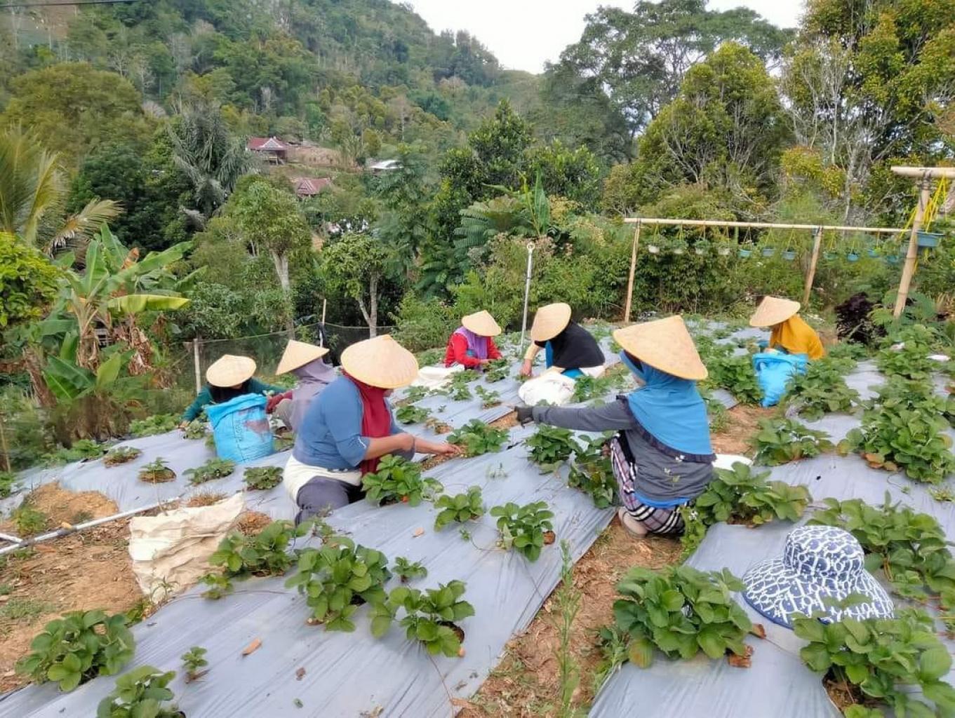 Stoberry Garden