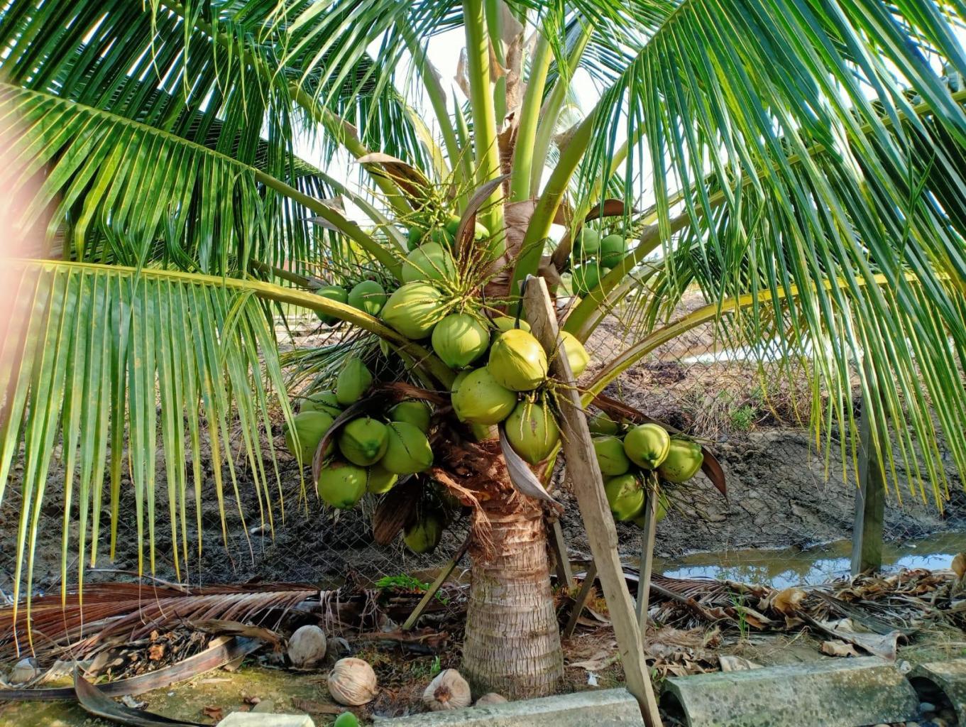 Buah Kelapa Pandan
